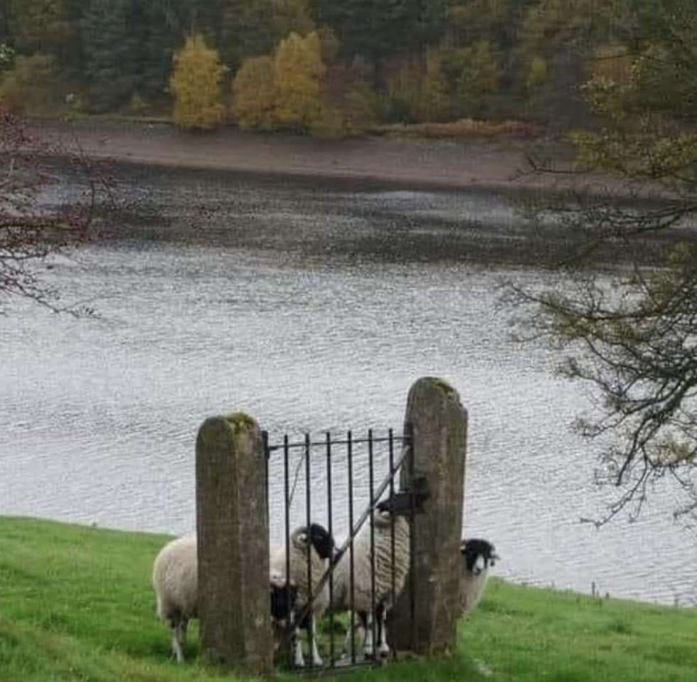 Sheep Fence